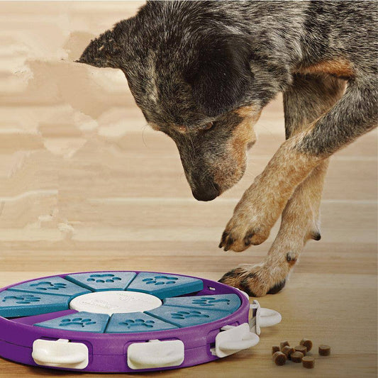 Interactive Canine Learning Set-0