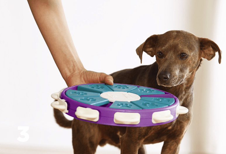 Interactive Canine Learning Set-3